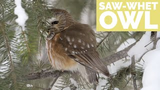 Photographing A SawWhet Owl with the help of a friend  Bird Photography in Jackson Hole [upl. by Norok]