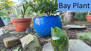 BAY LEAF gardentoursaturday letsshareourplantsuccessordisasterstories [upl. by Leipzig824]