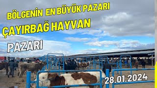 AFYONKARAHİSAR ÇAYIRBAĞ HAYVAN PAZARIKURBANLIK FİYATLARI GÜNCEL FİYATLAR ​⁠CengizÇaylı​⁠​⁠​⁠ [upl. by Enymsaj]