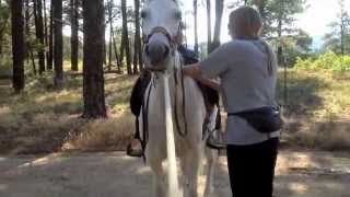 Smart Pad amp Parelli Saddle System helps gaited horse move better [upl. by Yrogerg]