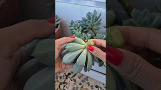 Propagate pachyveria corvus succulent plants [upl. by Moulden757]