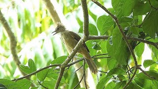 นกปรอดโอ่งท้องสีน้ำตาล Ochraceous Bulbul [upl. by Obeng]