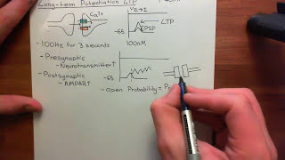 Ionotropic Glutamate Receptors Part 6 [upl. by Christalle]