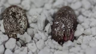 Leopard geckos hatching Mack Raptor x Black Hole het Tremper [upl. by Ahsenrat]