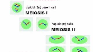 Meiosis  Cell Division [upl. by Pesvoh]