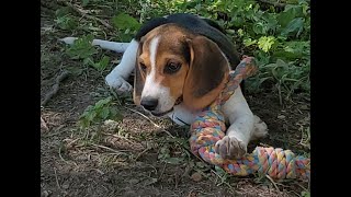 Bluetick Coonhound puppy makes friends with BEAGLE BOYS [upl. by Suryc688]