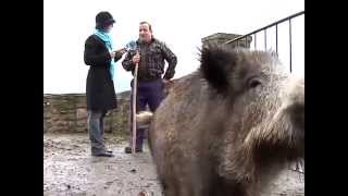 Bixkor el jabalí mascota de un vecino de Navarra [upl. by Olaf]