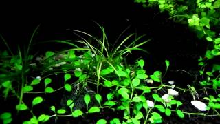 Echinodorus tenellus  aquatic plants guide [upl. by Dinnie474]