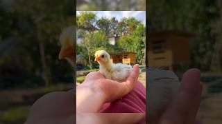 This family adapt adopt abandoned baby chick [upl. by Kiyohara]