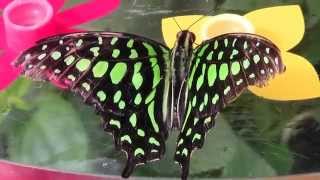 Papillions  Butterfly  Animaux  Animals  Papiliorama de Kerzers Suisse 1 [upl. by Urata]