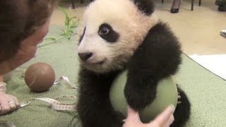 Distraction Baby panda loves ball [upl. by Sherburn]