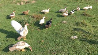 Muscovy Ducklings growth  85 to 90 days old [upl. by Navada94]