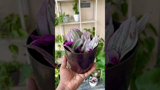 Inch Plant  Tradescantia Zebrina Propagation  How To Propagate Inch Plant shorts gardening [upl. by Ecinna]