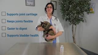 Cosequin for Cats Helps Keep Joints Healthy and Flexible  PetMeds [upl. by Bronson851]