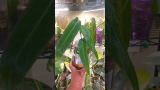 repotting plants warocqueanum aroids houseplants plantcare soil ecuagenera plantupdate [upl. by Enyar]