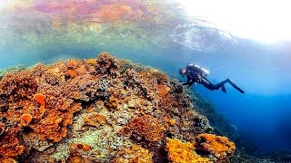 Ocean A 360degree tour of the mysterious magical corals of Palau [upl. by Nnylasor]