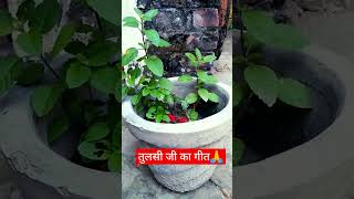 तुलसी जी की पूजा 🙏🌄🌺 tulsivivah tulsivivaah tulsi viralvideo subscribemychannel ytshort like [upl. by Kannry]