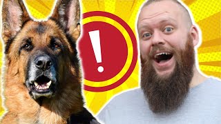 HOW TO STOP GERMAN SHEPHERD FROM JUMPING [upl. by Noswad]