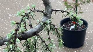 Cedrus Atlantica “Glauca Pendula” Weeping Blue Atlas Cedar [upl. by Amaral]