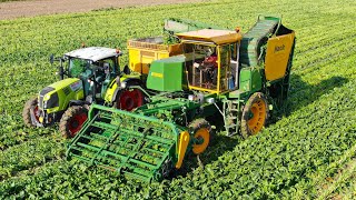 Collecting Sugar Beet Leaf for making Green Protein  Hack Harvest [upl. by Almond779]