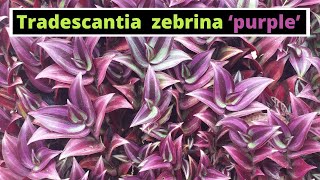 Tradescantia zebrina purple Spiderwort  Wandering Jew [upl. by Onibas]