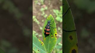 Orange Blister Beetle insecthabitat shorts [upl. by Annawek]