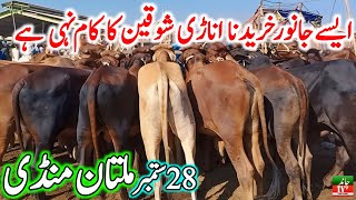 Today Multan Cow Mandi Fresh Latest Update 28092024  Sahiwal Cholistani Bachre  Cow Mandi 2024🔥 [upl. by Nnyleuqaj673]