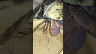 短腕陸寄居蟹 Coenobita brevimanus Land hermit crab drinking flesh water [upl. by Ahsirtak]