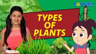 All about Plants  Types and Uses of Plants  Class 1 to 5 Science [upl. by Haskel]