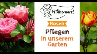 Rosen schneiden Tipps für die Rosenpflege im Sommer [upl. by Sharpe826]