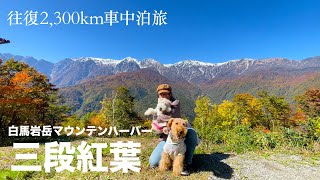 熊本から長野県にある白馬岩岳マウンテンリゾートへ三段紅葉を見に往復2300kmかけて行きました［犬連れ車中泊旅：前編］ [upl. by Nazar]