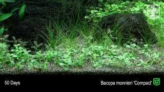 Bacopa monnieri Compact [upl. by Nylidnarb893]