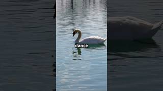 Majestic Swan in 60 Seconds [upl. by Tayib]