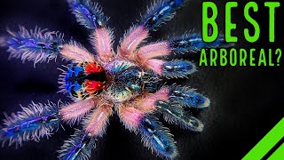 Top 10 BEST Arboreal Tarantulas  YOULL LOVE THESE SPIDERS [upl. by Dnalevets]