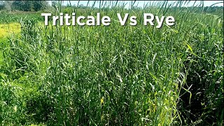 Triticale vs Rye [upl. by Rizzo]