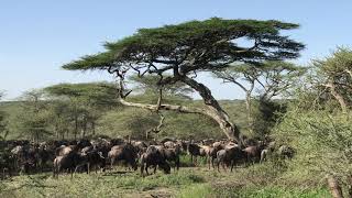 Confusion of wildebeest grazing under acacia tree [upl. by Orianna]