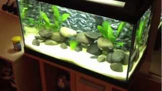 Tropical fish tank 60 litre cycle 2nd update [upl. by Balliol]