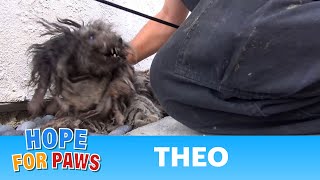 A terrified abandoned dog gets rescued His transformation will warm your heart story [upl. by Ataynek620]