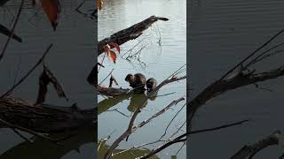 nutria life in a late autumn swamp🍂 wetland nature nutria animals [upl. by Nyllij47]