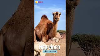 Güney Sudan  Afrika  gezi  vlog  deve  camels [upl. by Ttirrej]