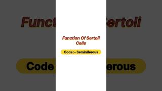 Function of sertoli cells [upl. by Arron]