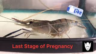 Giant River Prawn Ready to Give Birth [upl. by Staffan]