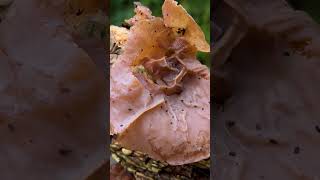 Jelly Ear Fungus  London UK [upl. by Peria]