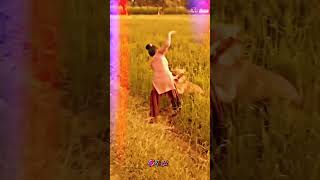 video  chhori Tora Naseeb me Dhokha Dena kutta ke Masti video YouTube Short [upl. by Lux233]