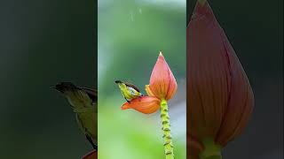 Bird Photography in Rain  Techniques amp Tips [upl. by Kimitri]