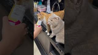 ❤️ 🐈 Kitten and Milky lick the pack 🤮 🐭 🐱 ❤️ 😂 cat cats furries love pets purr catnip [upl. by Arreyt]