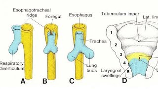 Embryology of the respiratory system song [upl. by Ydisahc]