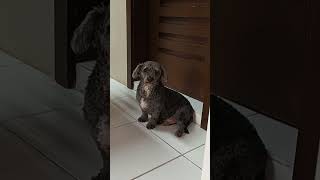 Snobbish dog yarn shortvideo shortsfeed shortsviral trendingshorts dogs dogshorts [upl. by Adnoloy]