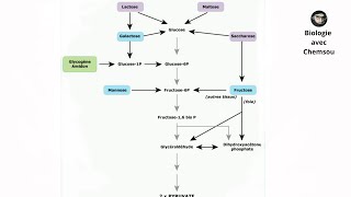 Biochimie  Glycolyse  LactoseMaltose  Manose et Saccharose [upl. by Ramu883]