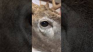 Shaping a taxidermy eye 👁️ deer glasseye art taxidermy taxidermyart [upl. by Nylhsoj]